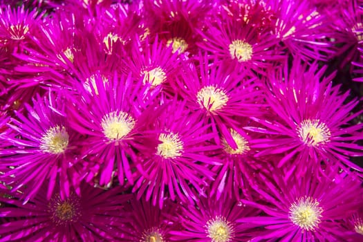 Set of fuchsia flowers with yellow pistils