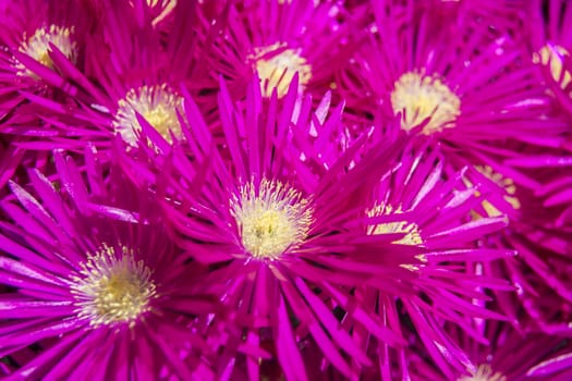 Set of fuchsia flowers with yellow pistils