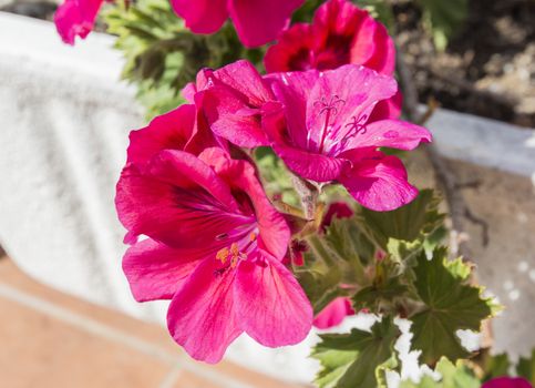 Geranium flowers, Pelargonium, spring time