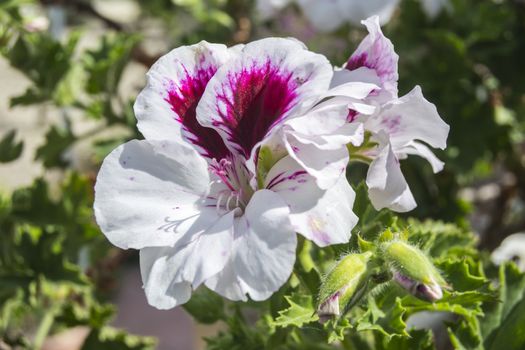 Geranium flowers, Pelargonium, spring time