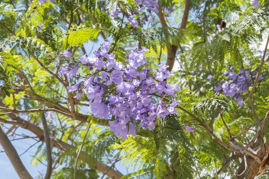 Jacaranda tree flowers