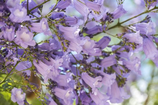 Jacaranda tree flowers