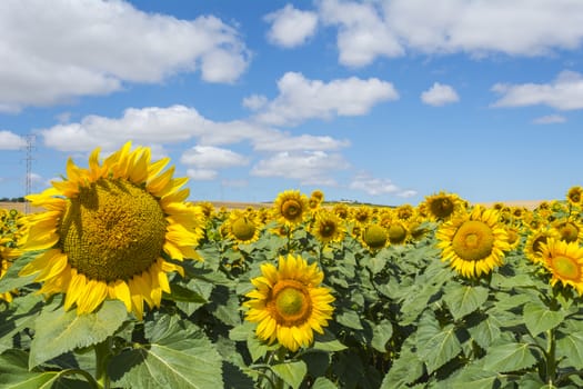 Closeup of planting sunflowers in a sunny day, with blue sky and white clouds