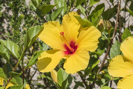 Hibiscus is a genus of flowering plants in the mallow family, Malvaceae.