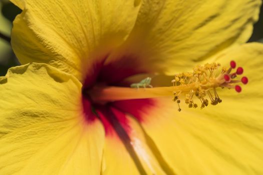 Hibiscus is a genus of flowering plants in the mallow family, Malvaceae.