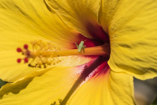 Hibiscus is a genus of flowering plants in the mallow family, Malvaceae.