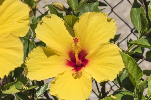 Hibiscus is a genus of flowering plants in the mallow family, Malvaceae.