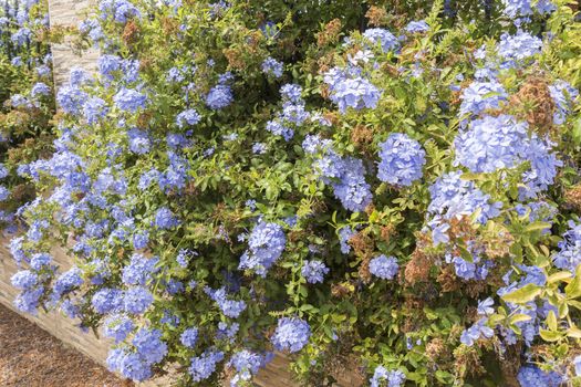 Blue flowers plumbago auriculata, cape leadwort, blue jasmine