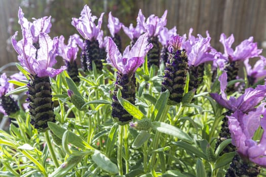 Closeup view lavender flowers