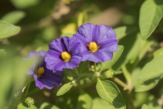 Solanum rantonnetii flowers