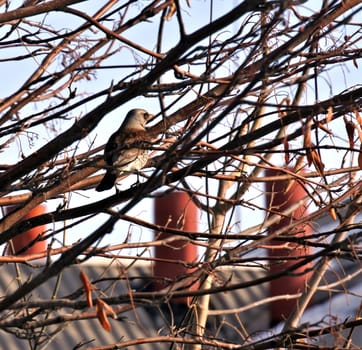 Fieldfare in a mountain ash. the Latin name of this bird - Turdus pilaris. It is not visible among the branches. Protective coloration helps him.