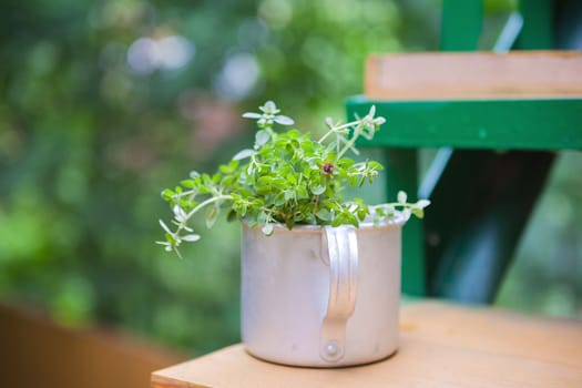 Bouquet of  fresh thyme in rustic cup on a wooden table
