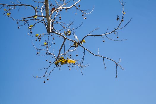 Tree branches with some leaves and blue sky