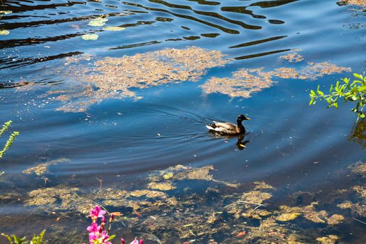 A duck swimming on a river with reflection
