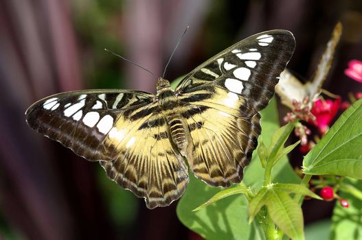 A Clipper Butterfly on plant in garden.