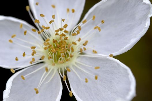 A white desert flower on green and black background.