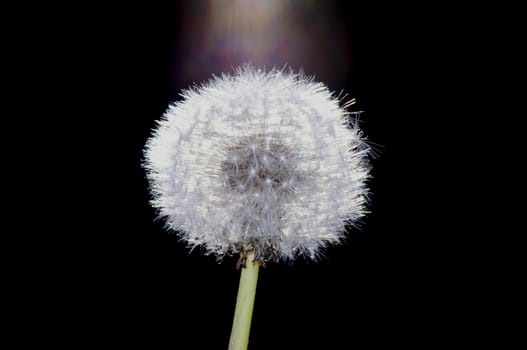 Light shining on a dandelion with black background.