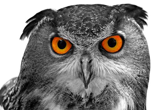 A monochrome Eurasian Owl with orange eyes on a white background.
