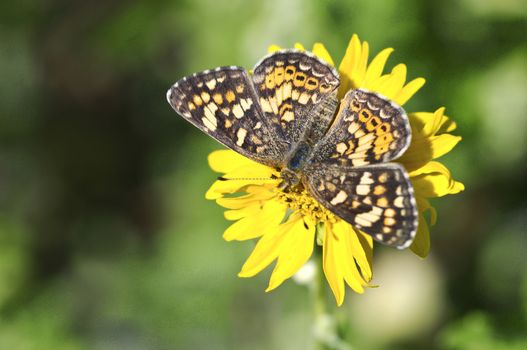 An orange butterfly on a yellow flower with a green background.