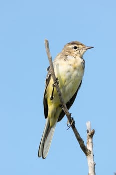 The photo depicts the wagtail on a log