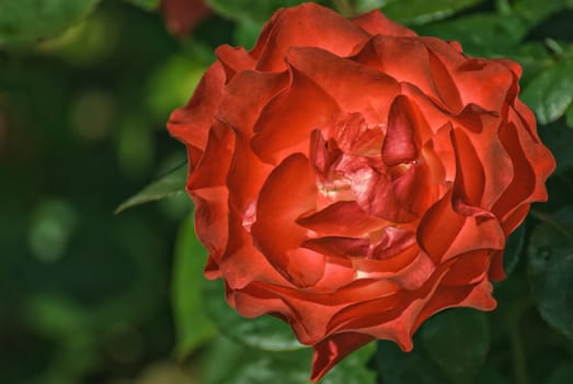 Bright red rose garden on a background of green leaves.
