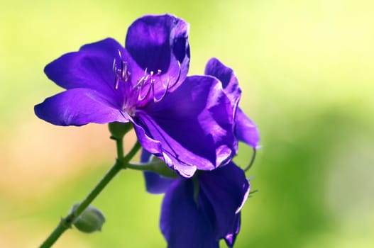 Two violet flowers in a garden on a green background.