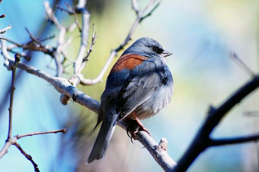 An Oregon junco sitting on a branch with a blue background.