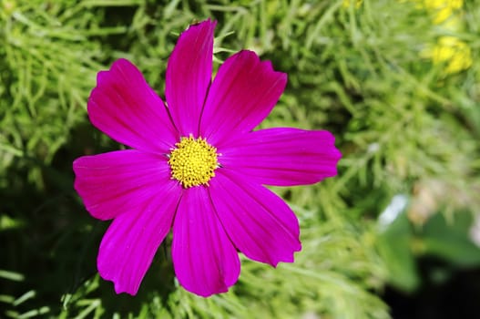 Purple flower growing in a garden with a green background.