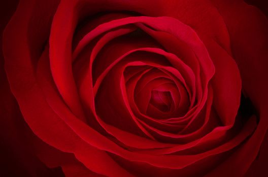 Close-up of a beautiful red rose.