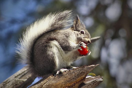 A Gray Squirrel eats a delicious red strawberry on a tree branch.