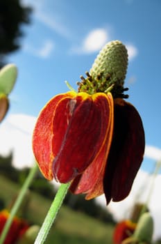 A red flower with a blue sky background.