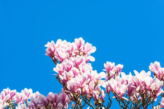 Beautiful fascinating spring scene with blue sky.