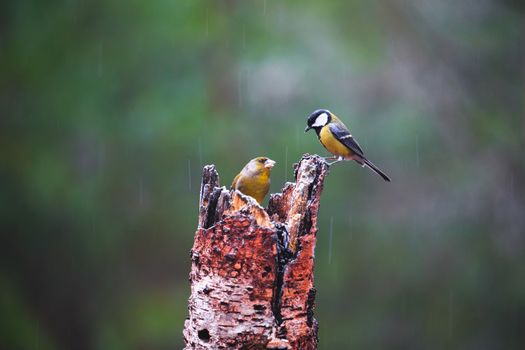 Close-up of a Blue Tit Bird sitting on a stump in a rainy spring forest