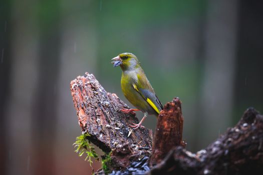 Close-up of a Blue Tit Bird sitting on a stump in a rainy spring forest