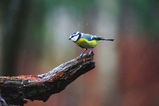 Close-up of a Blue Tit Bird sitting on a stump in a rainy spring forest