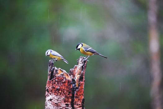 Close-up of a Blue Tit Bird sitting on a stump in a rainy spring forest