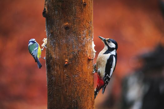 Close-up of a Blue Tit Bird and Woodpecker sitting on a tree in a rainy spring forest