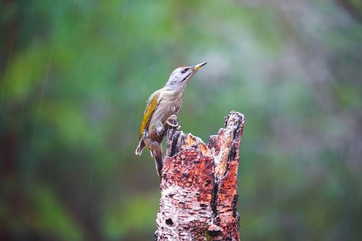 Close-up  Gray-headed Woodpecker sitting on a tree in a rainy spring forest