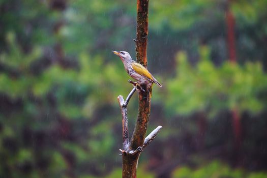 Close-up  Gray-headed Woodpecker sitting on a tree in a rainy spring forest