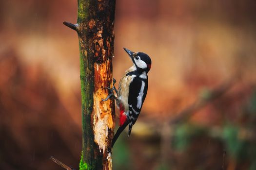 Close-up of Great Spotted Woodpecker sitting on a tree in a rainy spring forest