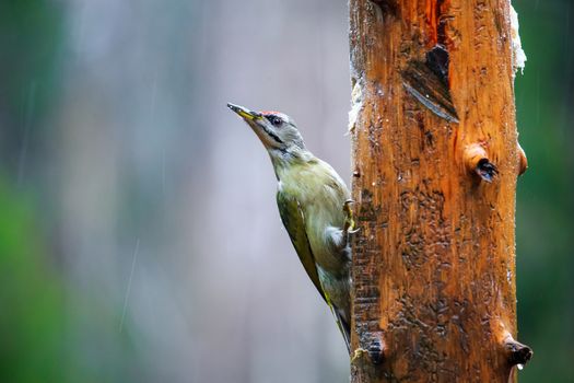 Close-up  Gray-headed Woodpecker sitting on a tree in a rainy spring forest