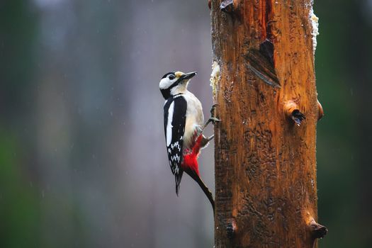 Close-up of Great Spotted Woodpecker sitting on a tree in a rainy spring forest