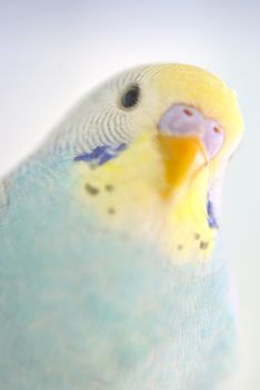 Details of colorful Budgerigar parrot