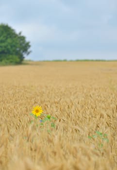 Isolated Sunflower in a wheat field