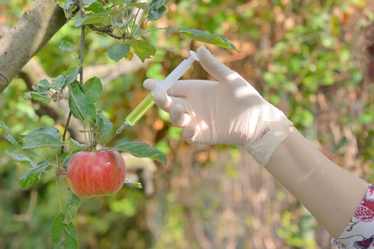 Injecting liquid to red apple using syringe in orchard