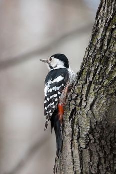 The photo shows a woodpecker on a tree