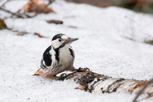 The photo shows a woodpecker on a tree