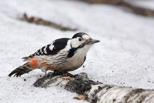 The photo shows a woodpecker on a tree