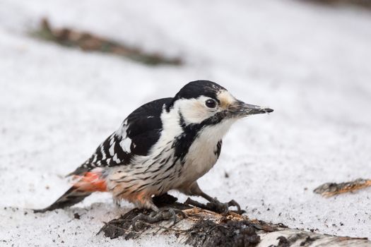 The photo shows a woodpecker on a tree