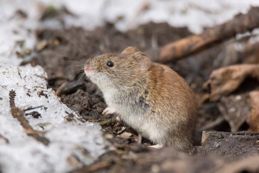 The photo shows a mouse in the snow